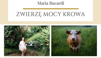 Maria Bucardi Zwierzę Mocy znaczenie Krowa