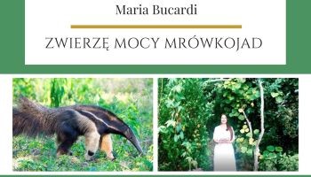 Mrówkojad Zwierze Mocy Maria Bucardi