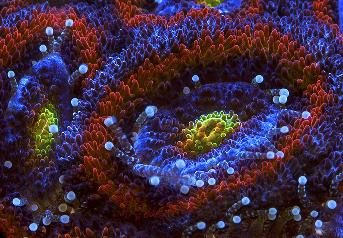 koral, koralowiec, rafa koralowa, zwierzę mocy znaczenie przesłanie
